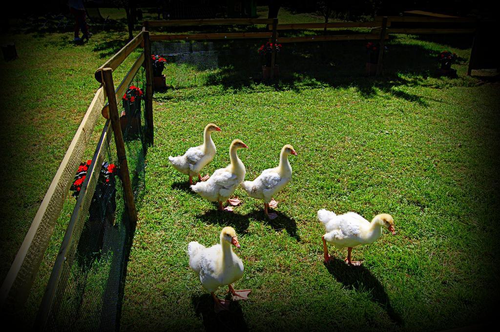 Agriturismo Borgovecchio Romans d'Isonzo エクステリア 写真